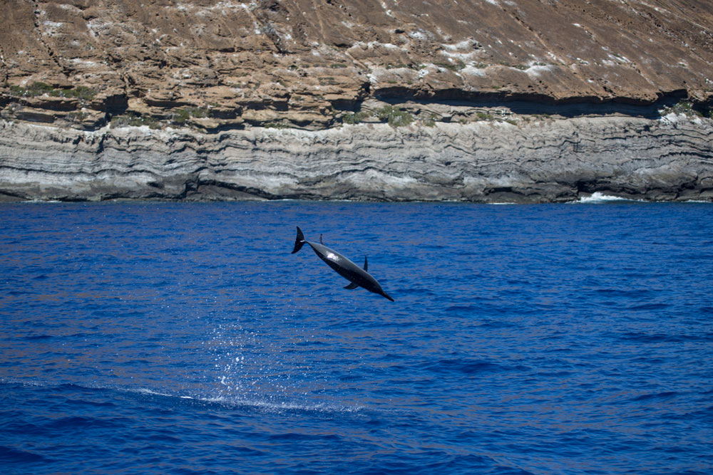 Spinner Dolphin