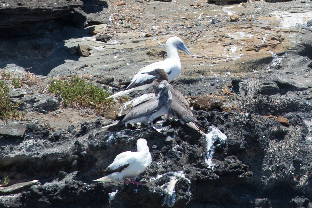 Lehau bird sanctuary