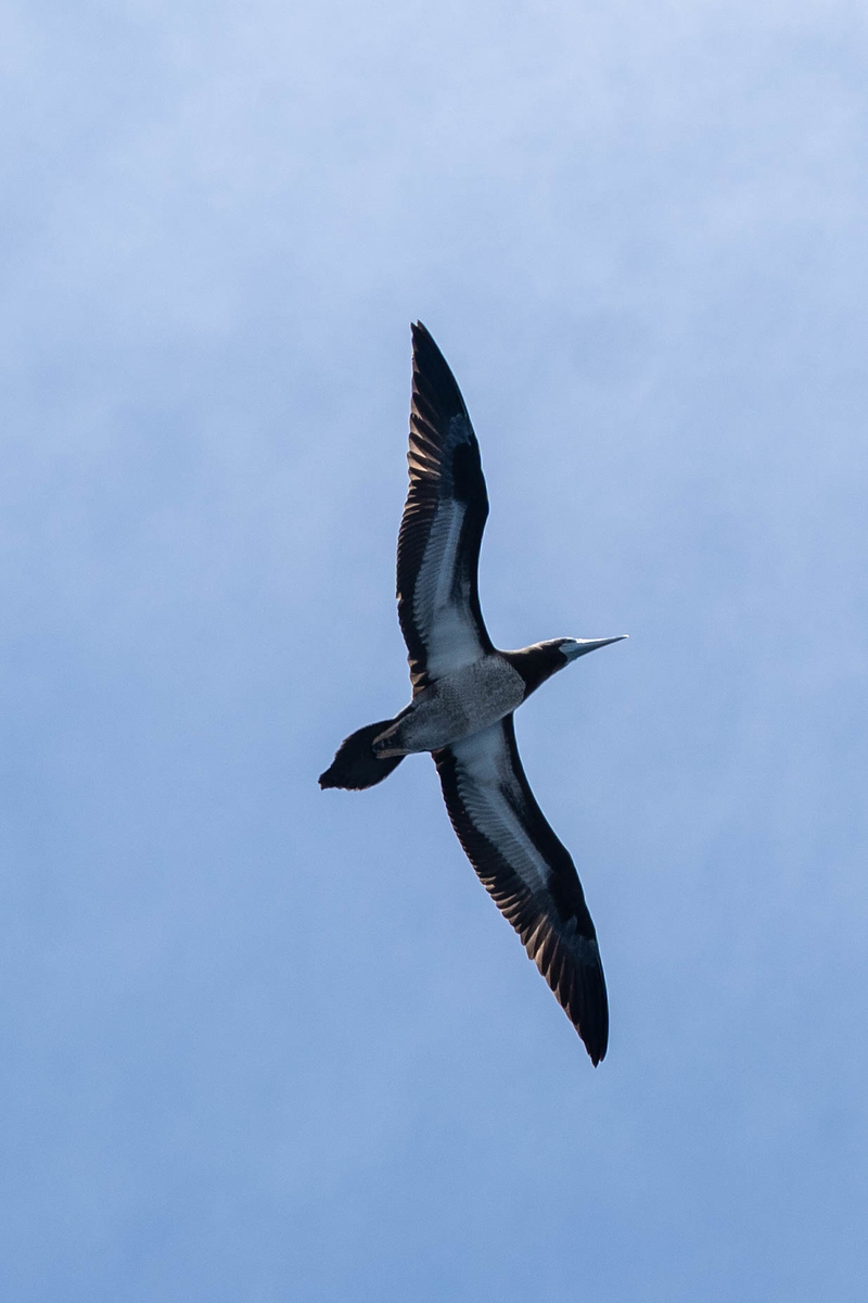 Hawaiian birds