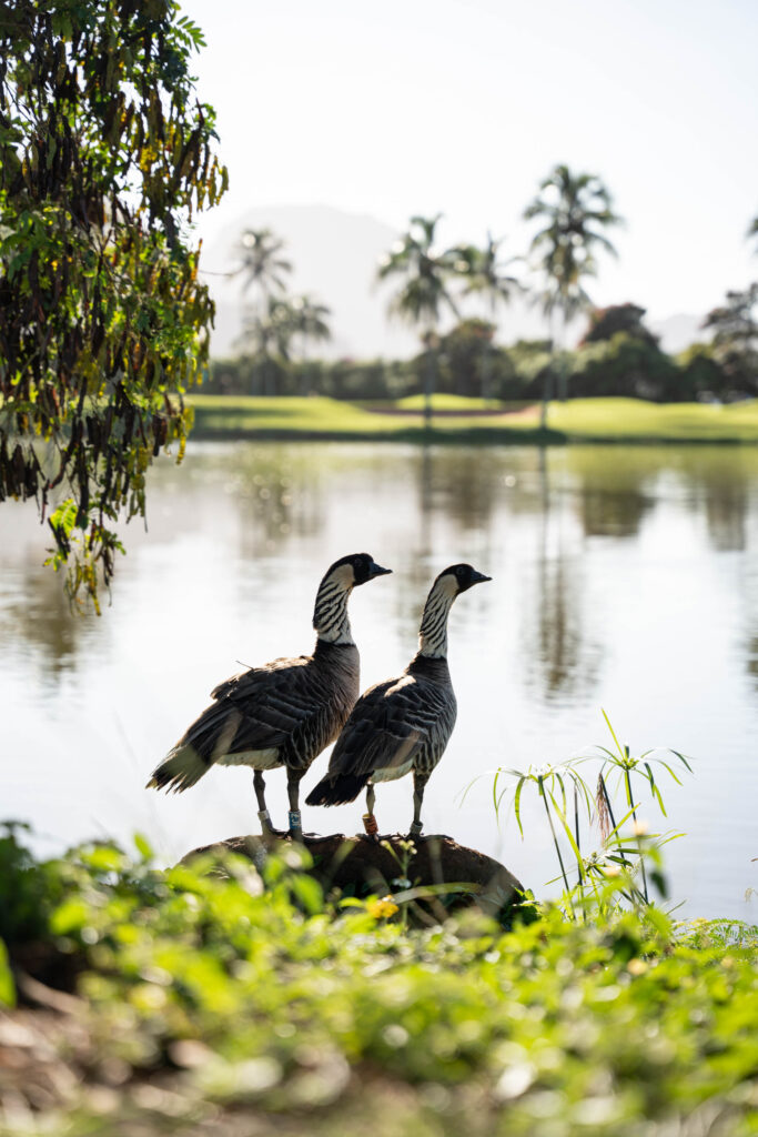 birds of Kauai