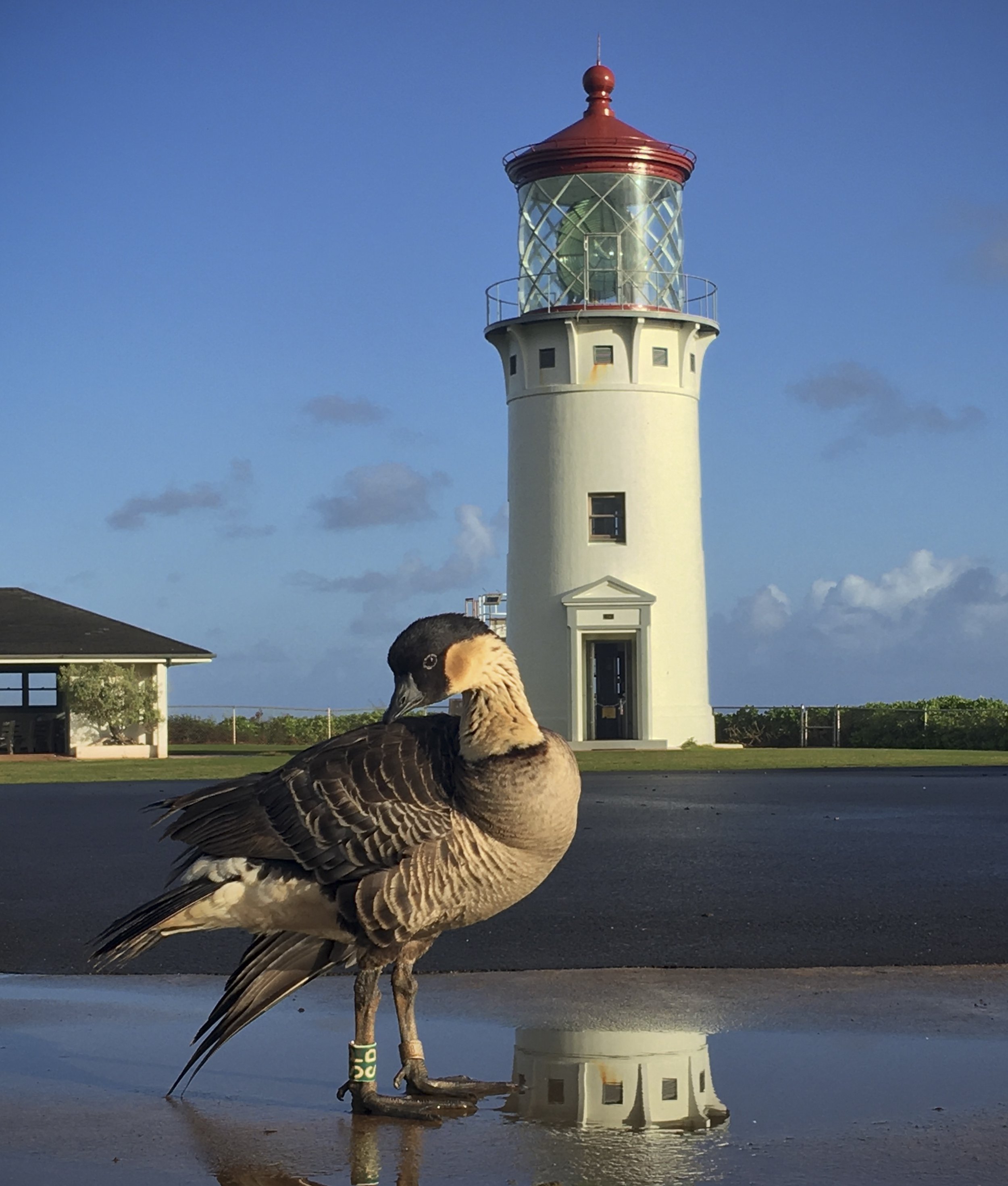birds of Kauai 