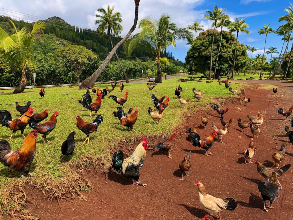 Kauai Chickens